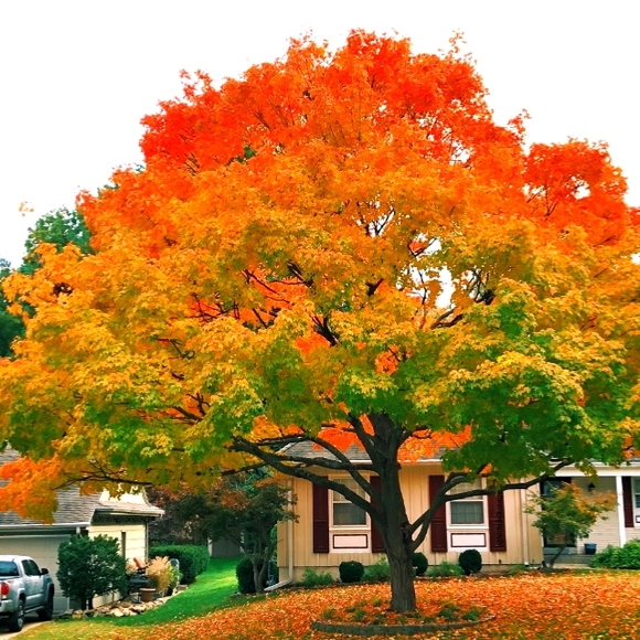 Meet your Posher, Bella - Picture 1 of 1